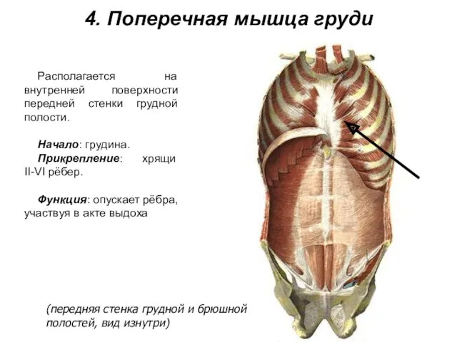 4. Поперечная мышца груди Располагается на внутренней поверхности передней стенки грудной полости. Начало: