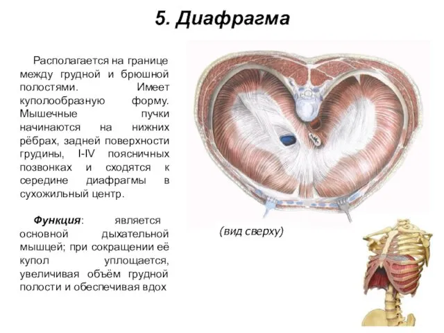 5. Диафрагма Располагается на границе между грудной и брюшной полостями. Имеет куполообразную форму.