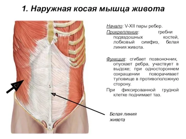 1. Наружная косая мышца живота Начало: V-XII пары ребер. Прикрепление: гребни подвздошных костей,