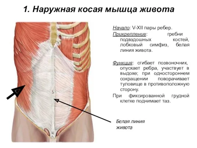 1. Наружная косая мышца живота Начало: V-XII пары ребер. Прикрепление: