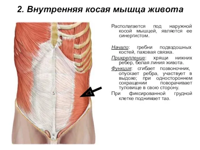 2. Внутренняя косая мышца живота Располагается под наружной косой мышцей, является ее синергистом.