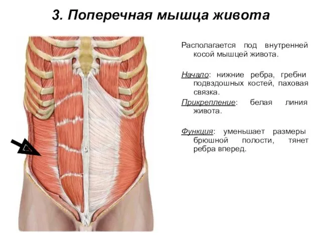 3. Поперечная мышца живота Располагается под внутренней косой мышцей живота. Начало: нижние ребра,