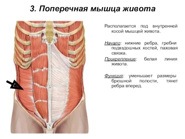 3. Поперечная мышца живота Располагается под внутренней косой мышцей живота.