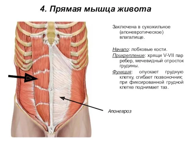 4. Прямая мышца живота Заключена в сухожильное (апоневротическое) влагалище. Начало: лобковые кости. Прикрепление: