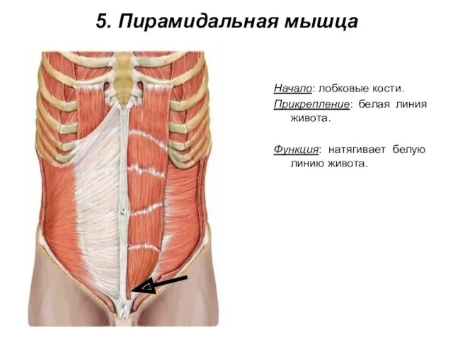 5. Пирамидальная мышца Начало: лобковые кости. Прикрепление: белая линия живота. Функция: натягивает белую линию живота.