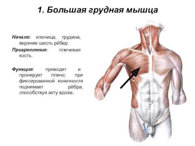 1. Большая грудная мышца Начало: ключица, грудина, верхние шесть рёбер. Прикрепление: плечевая кость.