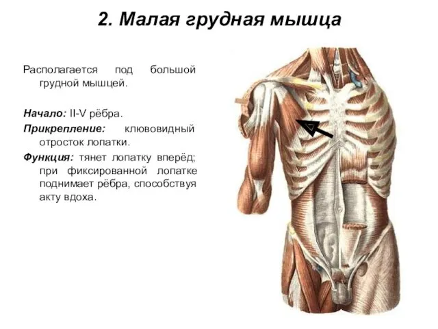 2. Малая грудная мышца Располагается под большой грудной мышцей. Начало: II-V рёбра. Прикрепление: