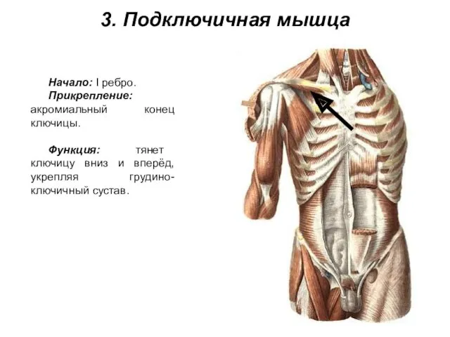 3. Подключичная мышца Начало: I ребро. Прикрепление: акромиальный конец ключицы. Функция: тянет ключицу
