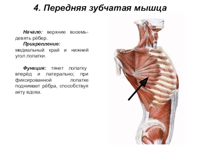 4. Передняя зубчатая мышца Начало: верхние восемь-девять рёбер. Прикрепление: медиальный край и нижний