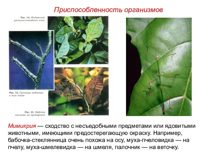 Мимикрия — сходство с несъедобными предметами или ядовитыми животными, имеющими