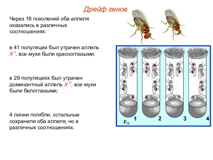 Через 16 поколений оба аллеля оказались в различных соотношениях: в