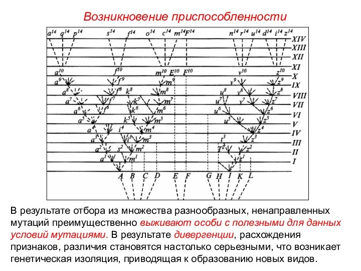 В результате отбора из множества разнообразных, ненаправленных мутаций преимущественно выживают