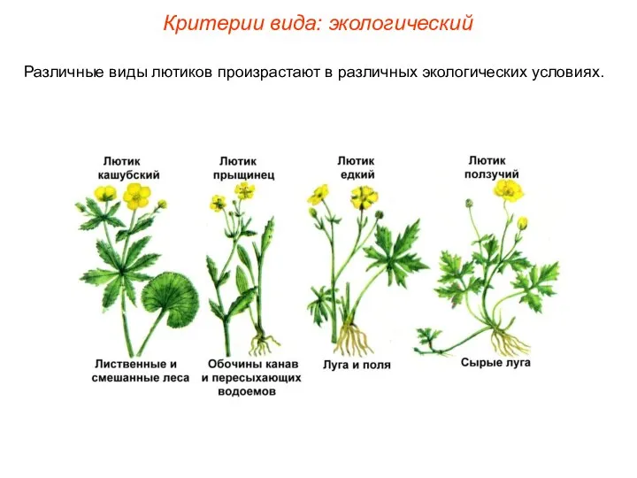 Различные виды лютиков произрастают в различных экологических условиях. Критерии вида: экологический