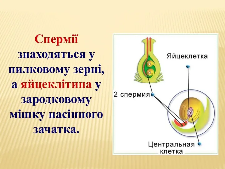 Спермії знаходяться у пилковому зерні, а яйцеклітина у зародковому мішку насінного зачатка.