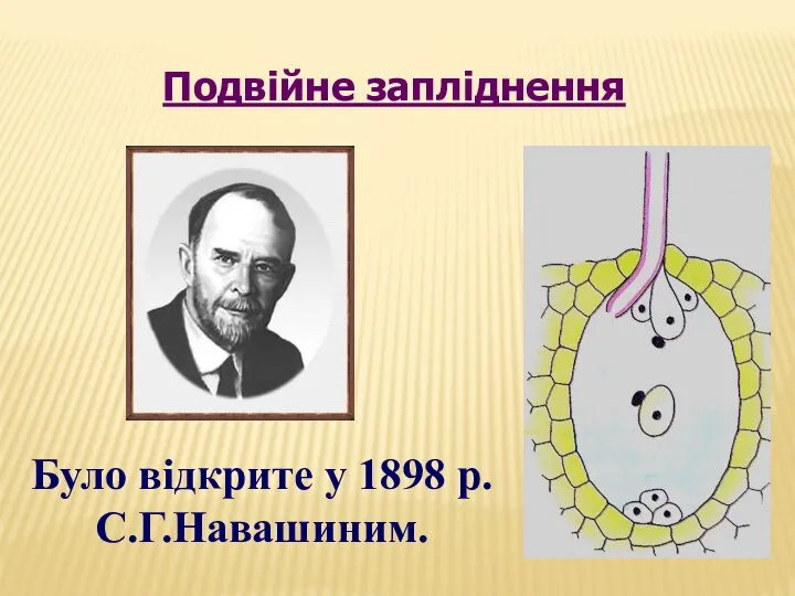 Подвійне запліднення Було відкрите у 1898 р. С.Г.Навашиним.