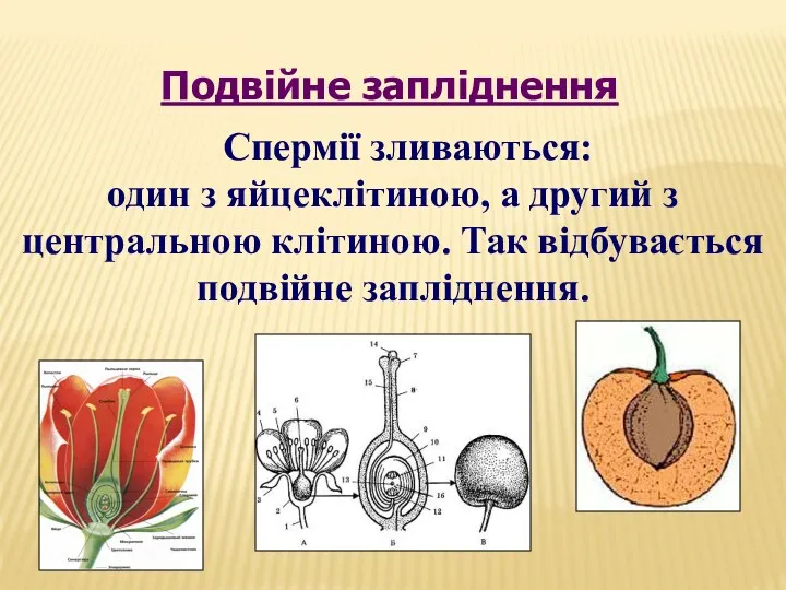 Спермії зливаються: один з яйцеклітиною, а другий з центральною клітиною. Так відбувається подвійне запліднення. Подвійне запліднення