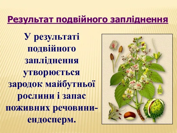 У результаті подвійного запліднення утворюється зародок майбутньої рослини і запас поживних речовини- ендосперм. Результат подвійного запліднення