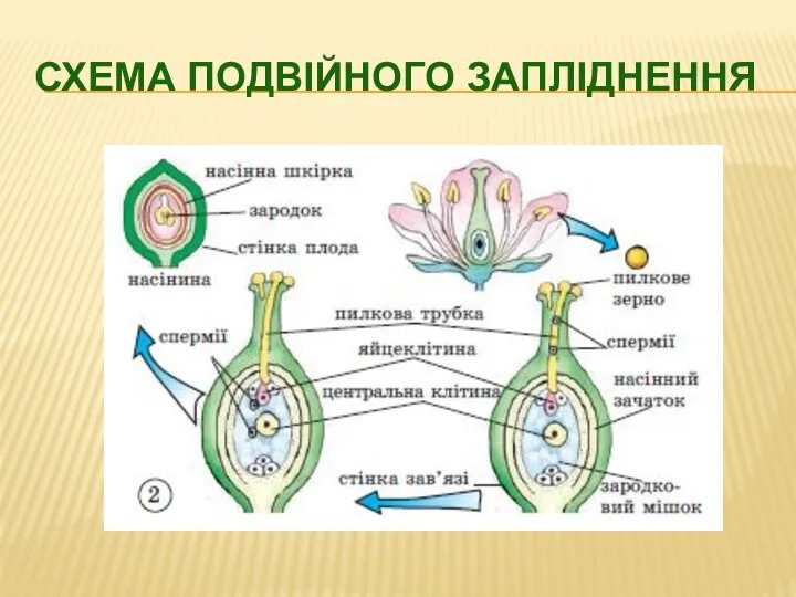 СХЕМА ПОДВІЙНОГО ЗАПЛІДНЕННЯ