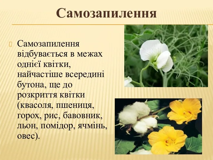 Самозапилення Самозапилення відбувається в межах однієї квітки, найчастіше всередині бутона,