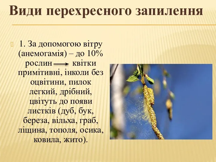 Види перехресного запилення 1. За допомогою вітру (анемогамія) – до