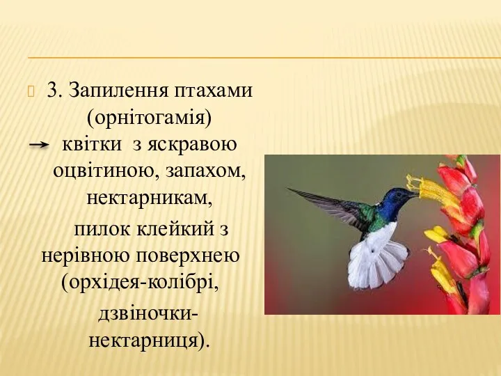 3. Запилення птахами (орнітогамія) квітки з яскравою оцвітиною, запахом, нектарникам,