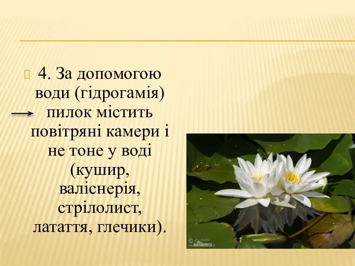 4. За допомогою води (гідрогамія) пилок містить повітряні камери і