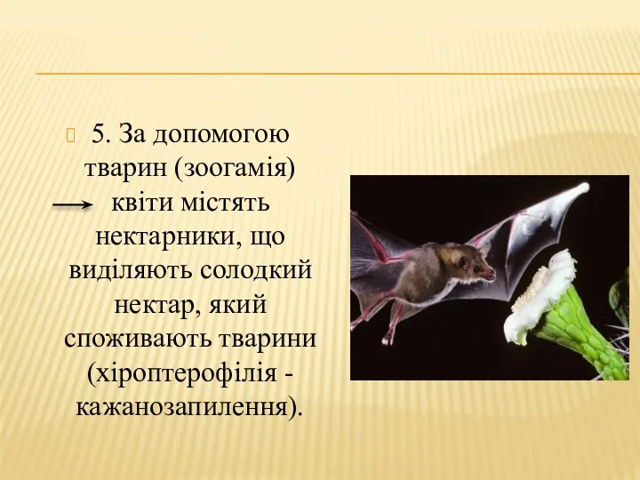 5. За допомогою тварин (зоогамія) квіти містять нектарники, що виділяють