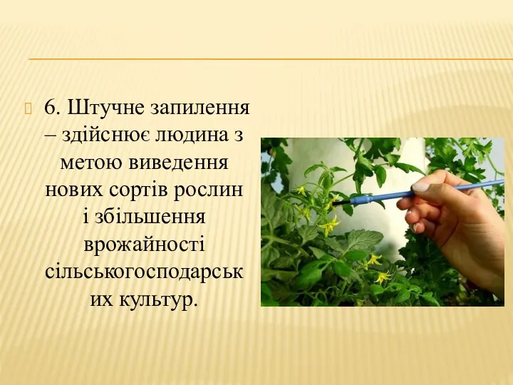 6. Штучне запилення – здійснює людина з метою виведення нових