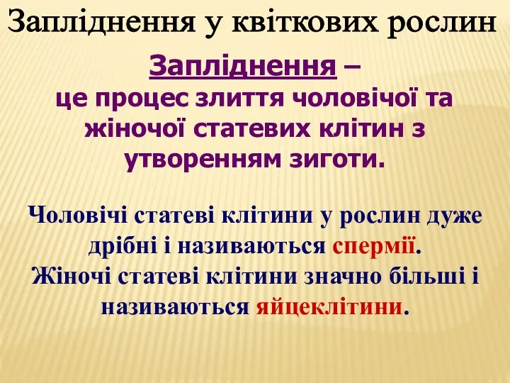 Запліднення у квіткових рослин Запліднення – це процес злиття чоловічої