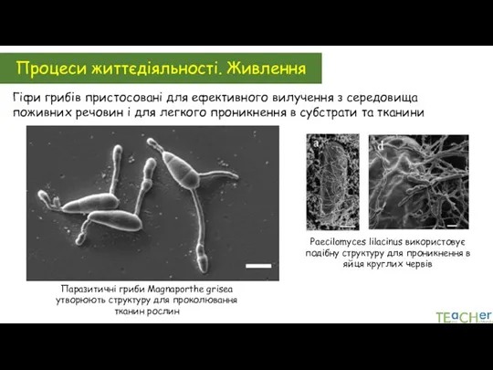 Гіфи грибів пристосовані для ефективного вилучення з середовища поживних речовин