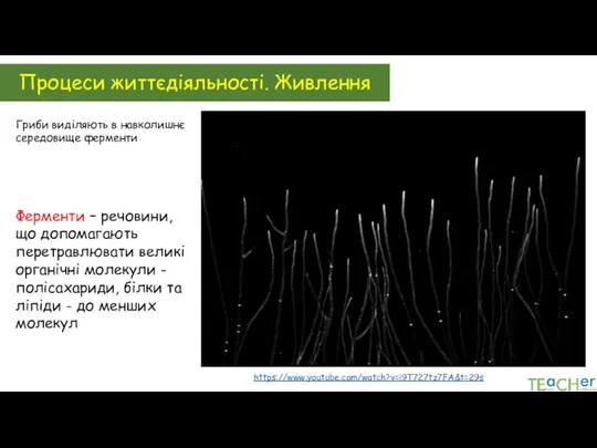 Ферменти – речовини, що допомагають перетравлювати великі органічні молекули -