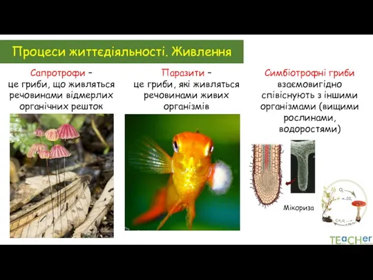 Процеси життєдіяльності. Живлення Сапротрофи – це гриби, що живляться речовинами