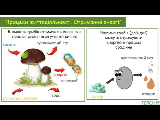 Процеси життєдіяльності. Отримання енергії