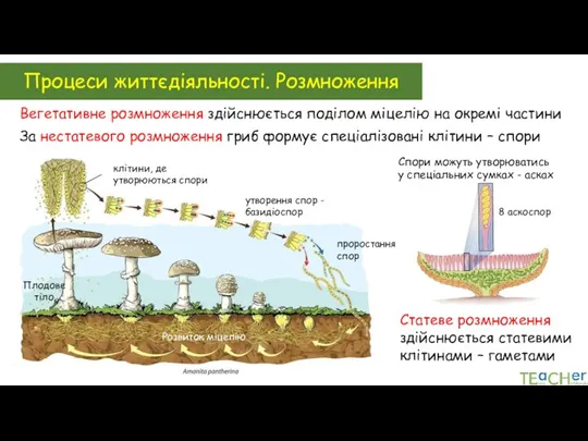 Процеси життєдіяльності. Розмноження Вегетативне розмноження здійснюється поділом міцелію на окремі