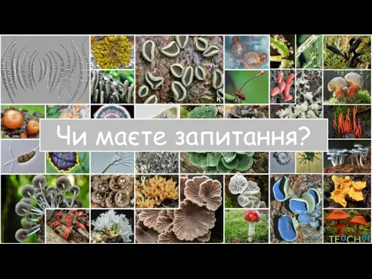 Чи маєте запитання?