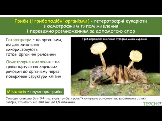 Гриби (і грибоподібні організми) - гетеротрофні еукаріоти з осмотрофним типом