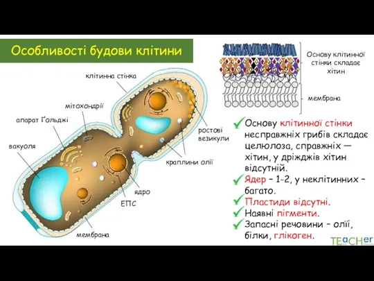 Особливості будови клітини мембрана клітинна стінка краплини олії ростові везикули