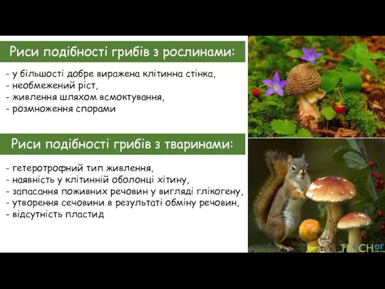 Риси подібності грибів з рослинами: - у більшості добре виражена