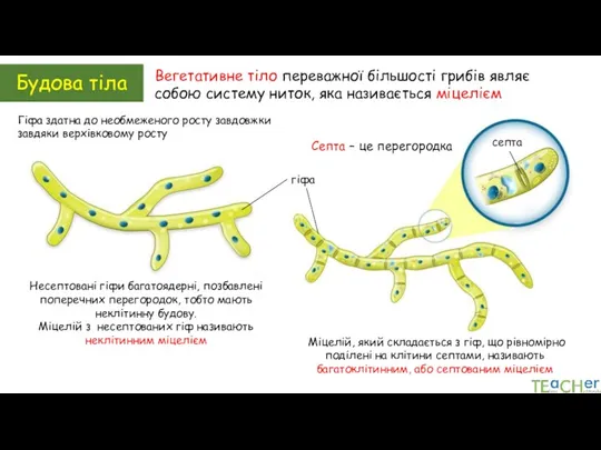 Будова тіла Вегетативне тіло переважної більшості грибів являє собою систему