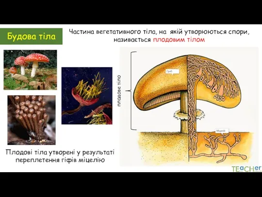 Будова тіла Частина вегетативного тіла, на якій утворюються спори, називається