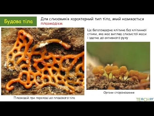 Будова тіла Для слизовиків характерний тип тіла, який називається плазмодієм