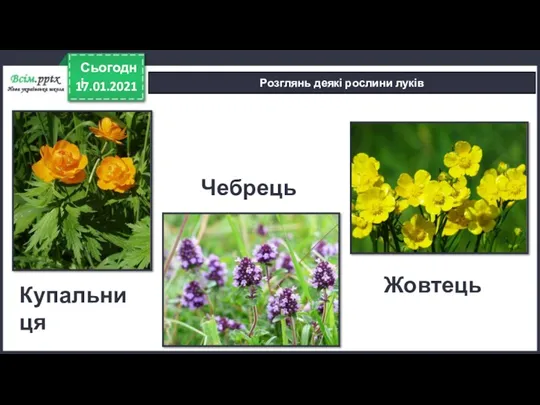 17.01.2021 Сьогодні Розглянь деякі рослини луків Жовтець Купальниця Чебрець