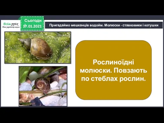 17.01.2021 Сьогодні Пригадаймо мешканців водойм. Молюски - ставковики і котушки Рослиноїдні молюски. Повзають по стеблах рослин.