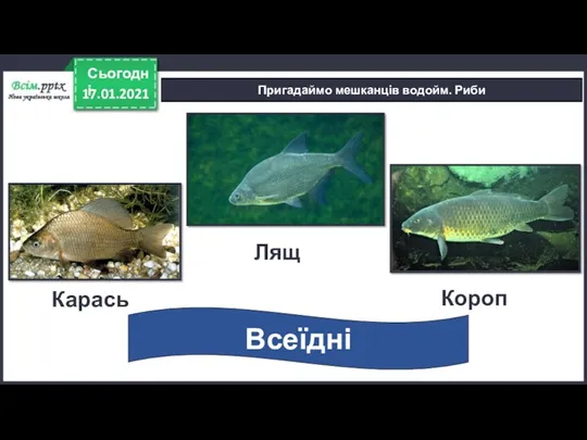 17.01.2021 Сьогодні Пригадаймо мешканців водойм. Риби Карась Всеїдні Лящ Короп