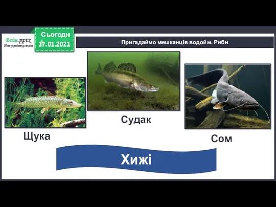 17.01.2021 Сьогодні Пригадаймо мешканців водойм. Риби Хижі Щука Судак Сом