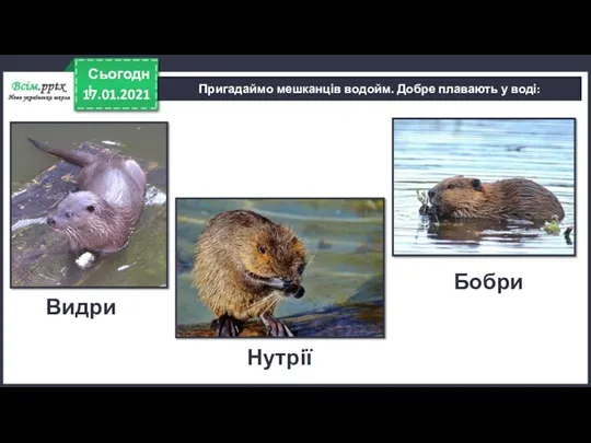 17.01.2021 Сьогодні Пригадаймо мешканців водойм. Добре плавають у воді: Видри Нутрії Бобри