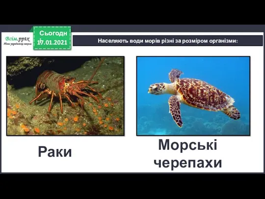 17.01.2021 Сьогодні Населяють води морів різні за розміром організми: Раки Морські черепахи