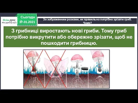 17.01.2021 Сьогодні За зображенням розкажи, як правильно потрібно зрізати гриб.