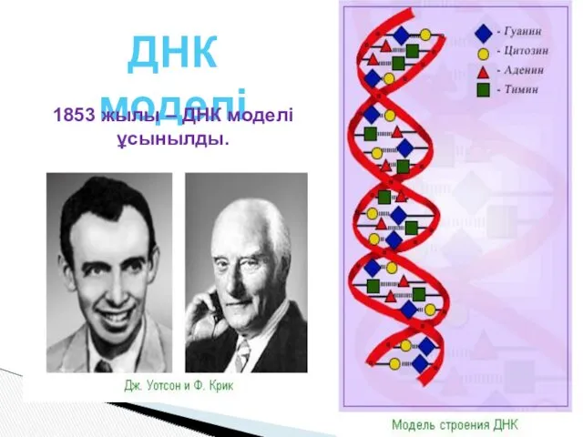 ДНК моделі 1853 жылы – ДНК моделі ұсынылды.