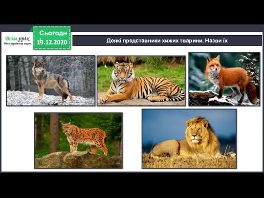 13.12.2020 Сьогодні Деякі представники хижих тварини. Назви їх